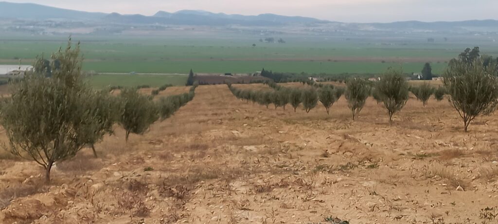 Le domaine Jinen Al Khayl dans les collines de Zaghouan