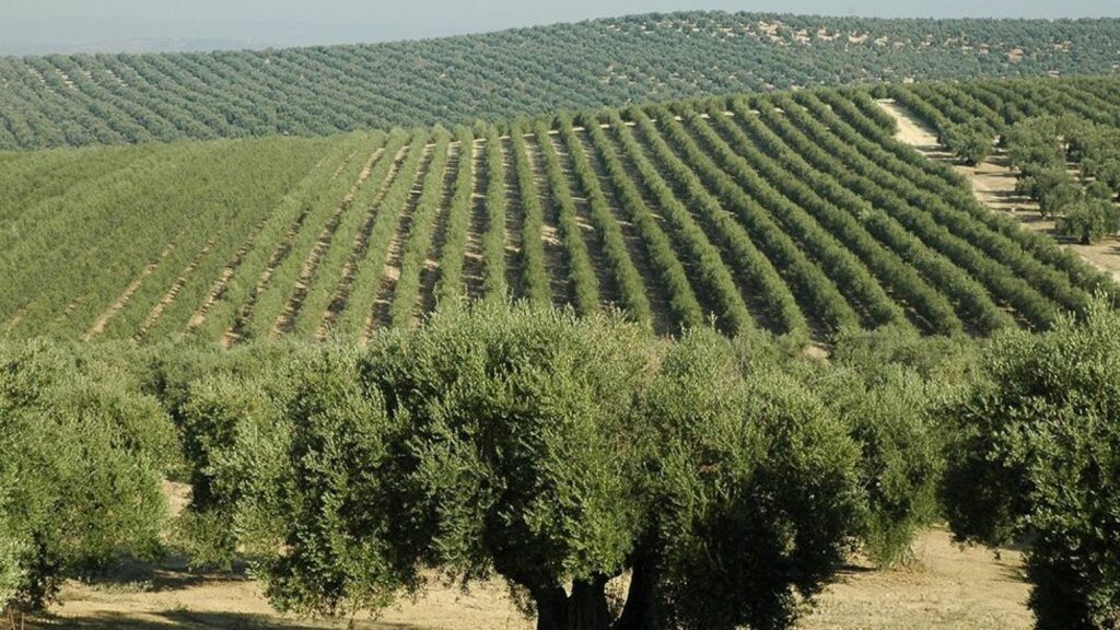Oliveraie du domaine Jinen Al Khayl à El Fahs